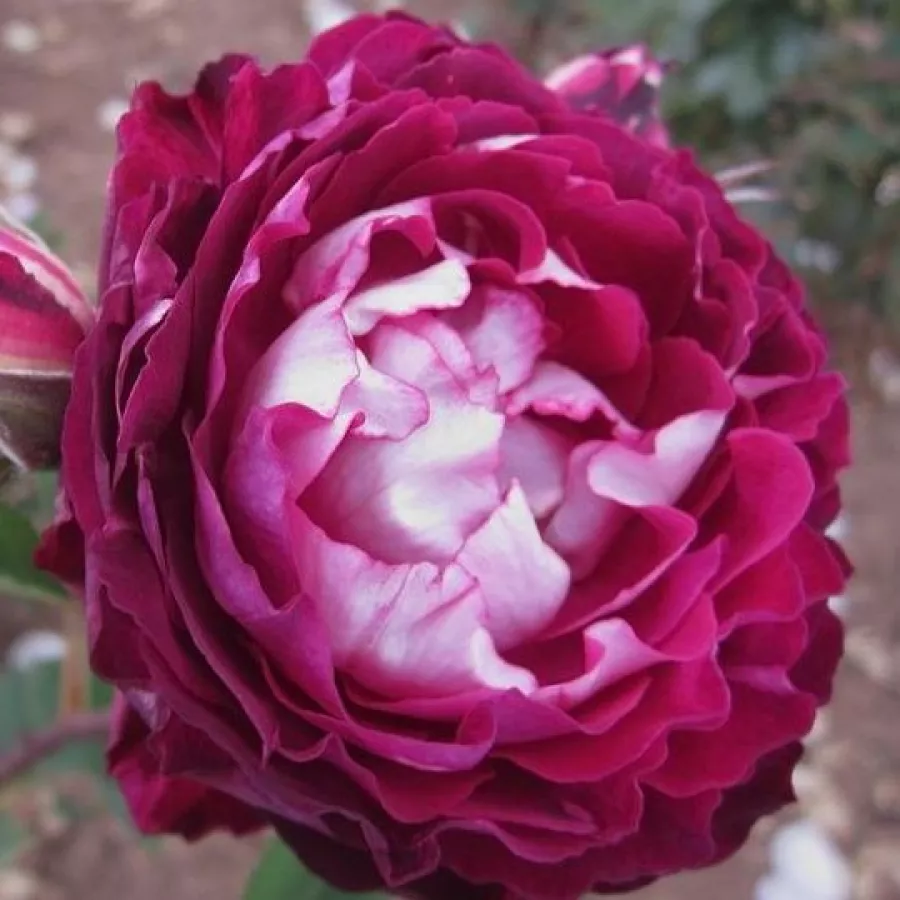 Różowo-biały - Róża - Belle de Segosa - róże sklep internetowy