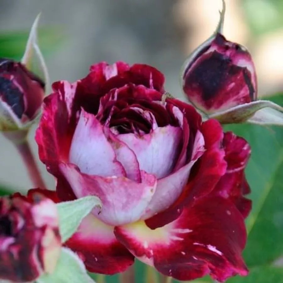 Róża parkowa - Róża - Belle de Segosa - sadzonki róż sklep internetowy - online