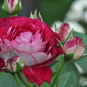 Rosa Belle de Segosa - rózsaszín - fehér - parkrózsa