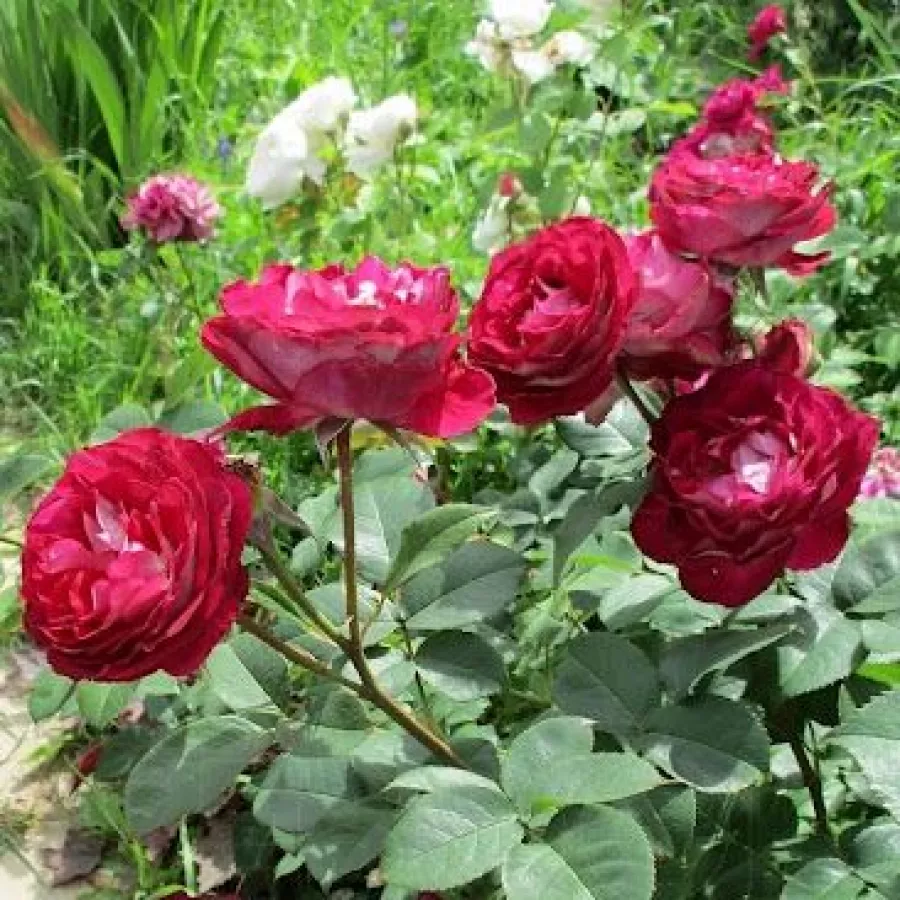 PARKOWA - RÓŻA KRZACZASTA - Róża - Belle de Segosa - róże sklep internetowy