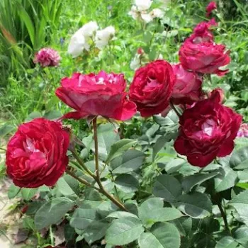 Pink - biela - parková ruža   (100-120 cm)