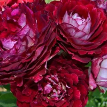 Online rózsa vásárlás -  - rózsaszín - fehér - parkrózsa - intenzív illatú rózsa - Belle de Segosa - (100-120 cm)