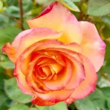 Rosales grandifloras floribundas - amarillo rojo - rosa de fragancia intensa - de almizcle - Rosa Marseille en Fleurs - Comprar rosales online