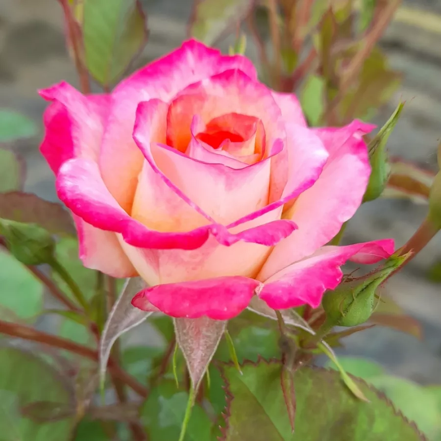 Sárga - vörös - Rózsa - Marseille en Fleurs - Online rózsa rendelés
