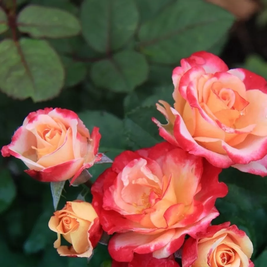 Rosa de fragancia intensa - Rosa - Marseille en Fleurs - Comprar rosales online