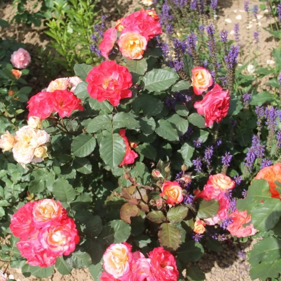 MASmarfle - Rosa - Marseille en Fleurs - Comprar rosales online