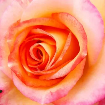 Rózsa rendelés online - virágágyi grandiflora - floribunda rózsa - sárga - vörös - intenzív illatú rózsa - pézsmás aromájú - Marseille en Fleurs - (100-150 cm)