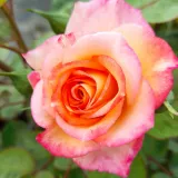 Amarillo rojo - rosal de pie alto - árbol de rosas de flores en grupo - rosal de pie alto - Rosa Marseille en Fleurs - rosa de fragancia intensa - de almizcle