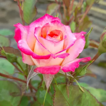 Rosa Marseille en Fleurs - amarillo rojo - árbol de rosas de flores en grupo - rosal de pie alto