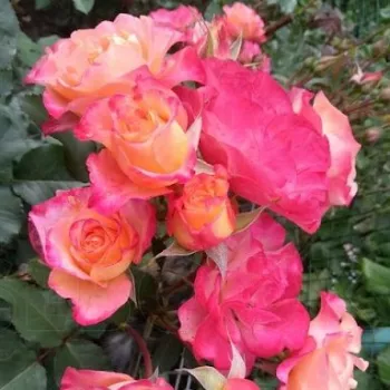 Aranysárga - piros sziromszél - csokros virágú - magastörzsű rózsafa - intenzív illatú rózsa - pézsmás aromájú