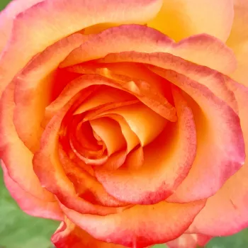 Rózsa rendelés online - csokros virágú - magastörzsű rózsafa - sárga - vörös - Marseille en Fleurs - intenzív illatú rózsa - pézsmás aromájú