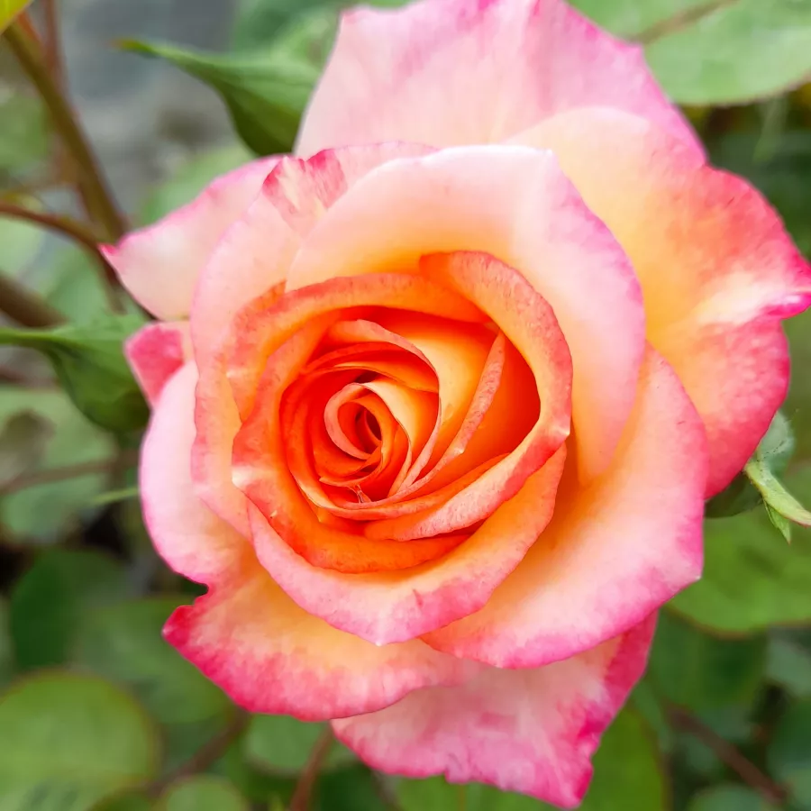 Gelb - dunkelrot - Rosen - Marseille en Fleurs - rosen online kaufen