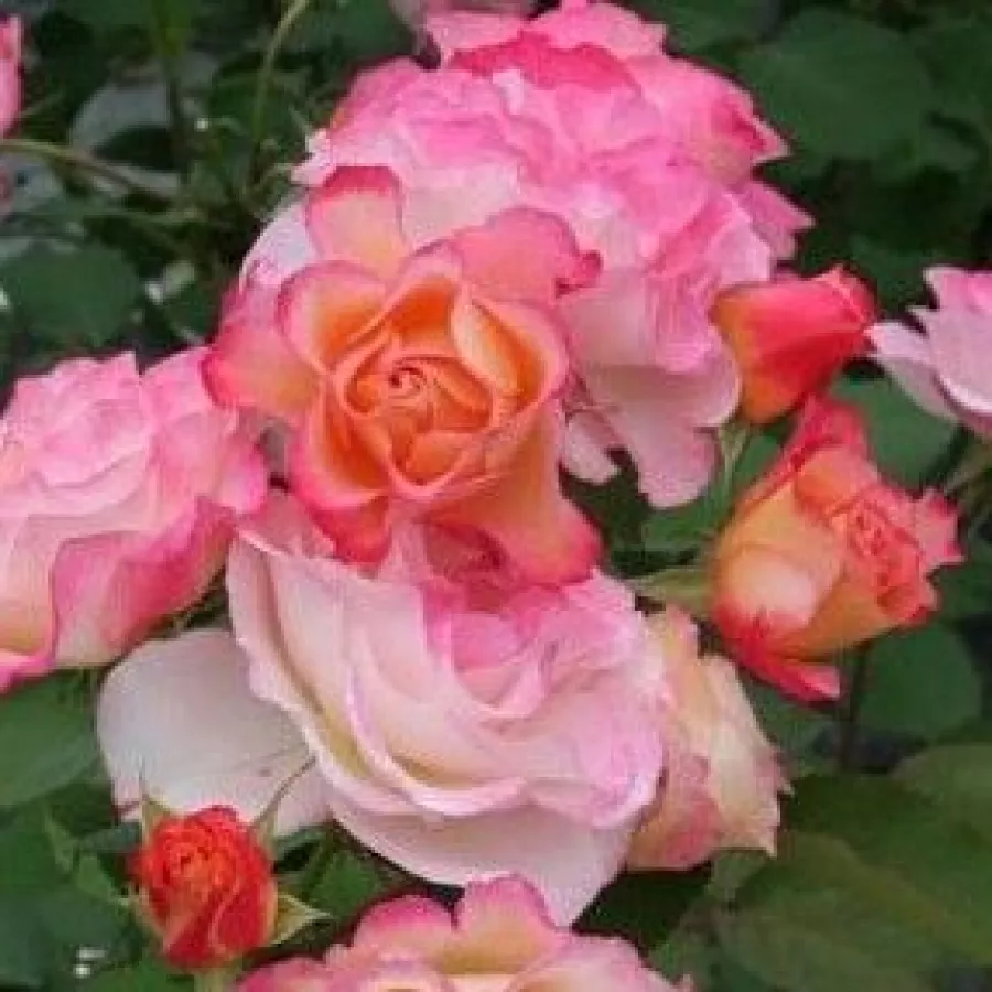 Vrtnica grandiflora - floribunda za cvetlično gredo - Roza - Marseille en Fleurs - vrtnice online