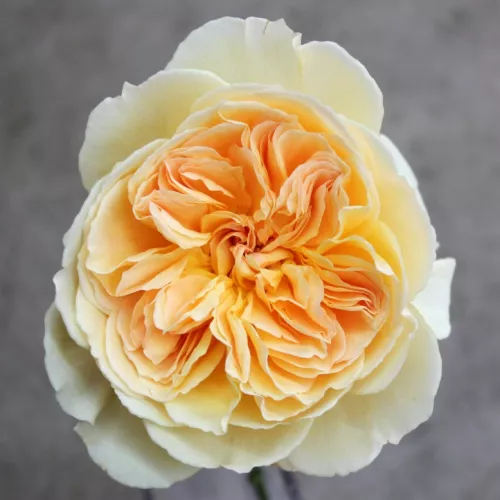 Marvelle