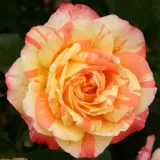 Edelrosen - teehybriden - rose mit diskretem duft - anisaroma - rosen onlineversand - Rosa Marvelle - gelb - orange