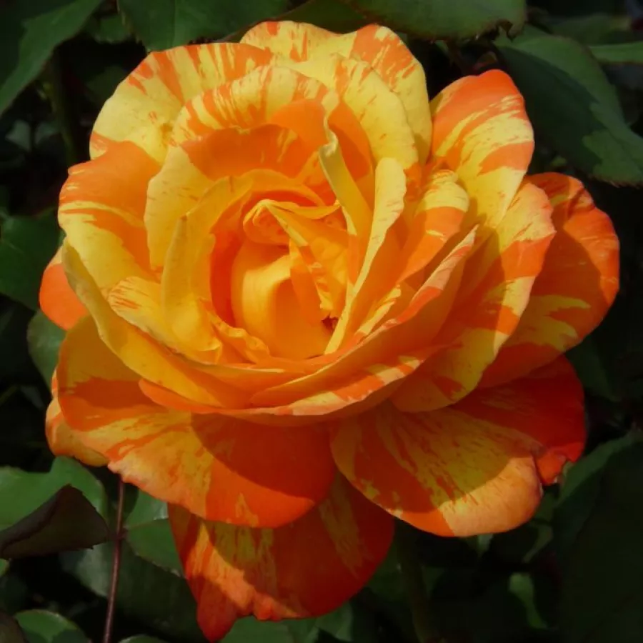 Hybrydowa róża herbaciana - Róża - Marvelle - róże sklep internetowy
