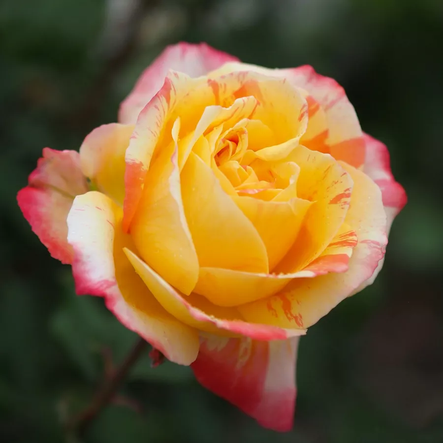 Róża o dyskretnym zapachu - Róża - Marvelle - róże sklep internetowy