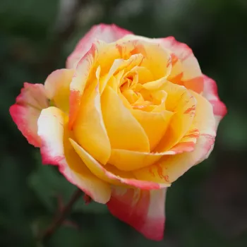 Rosa Marvelle - żółto - pomarańczowy - hybrydowa róża herbaciana