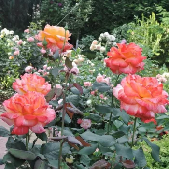 Sárga-narancssárga csíkos - teahibrid rózsa - diszkrét illatú rózsa - ánizs aromájú