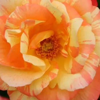 Spletno naročanje vrtnic - rumeno-oranžna - vrtnice čajevke - diskreten vonj vrtnice - aroma janeža - Marvelle - (90-120 cm)