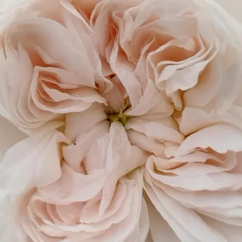 Rózsa kertészet - fehér - nosztalgia rózsa - La Tintoretta - közepesen illatos rózsa - centifólia aromájú - (80-100 cm)