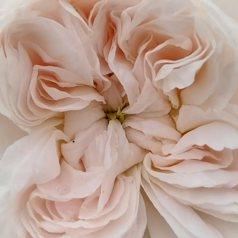 Shrub. - Rosa - La Tintoretta - Comprar rosales online