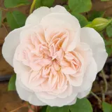 Angolrózsa virágú- magastörzsű rózsafa - Online rózsa rendelés - fehér - Rosa La Tintoretta - közepesen illatos rózsa - centifólia aromájú