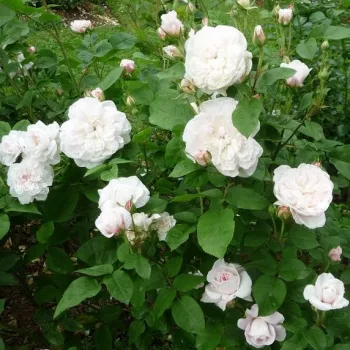 Krémszínű - angolrózsa virágú- magastörzsű rózsafa  - közepesen illatos rózsa - centifólia aromájú
