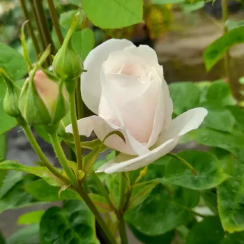 Rosa La Tintoretta - blanco - rosales nostalgicos