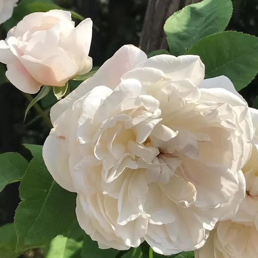 Nostalgična vrtnica - Roza - Dalintore - vrtnice online