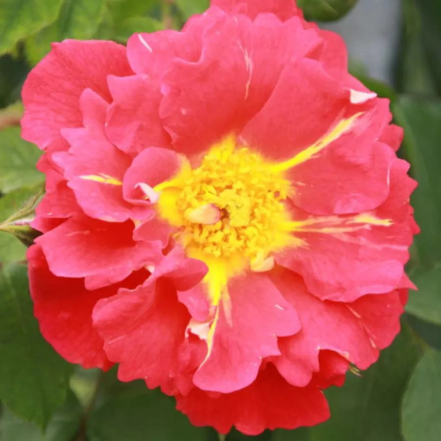 Climber, popínavá ruža - Ruža - Bajazzo® - Ruže - online - koupit