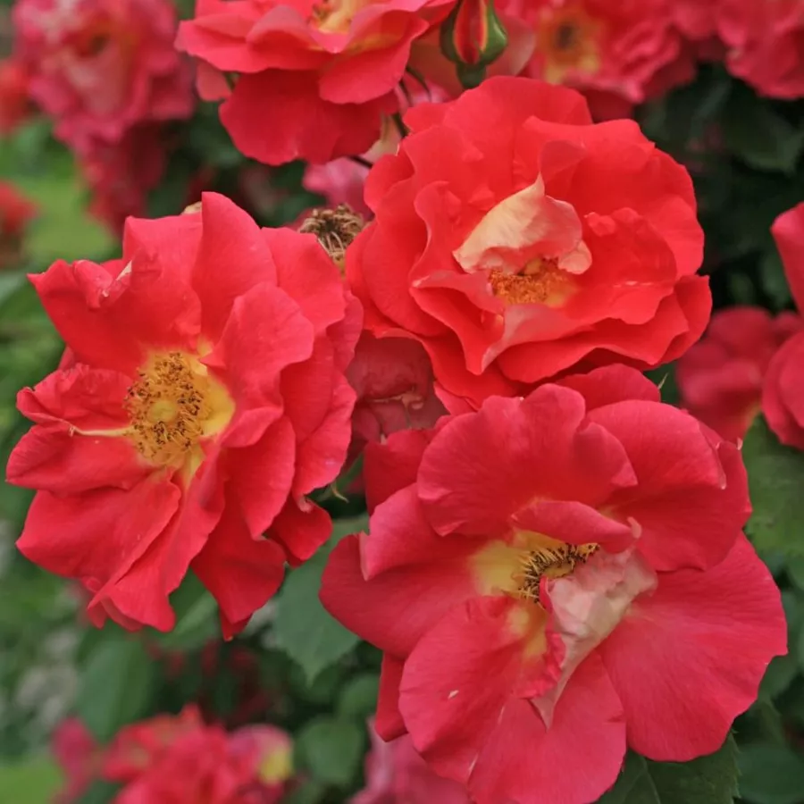 Rózsaszín - Rózsa - Bajazzo® - Online rózsa rendelés