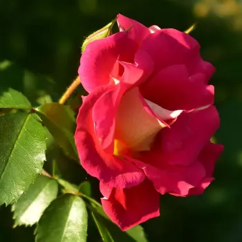 Rosa Bajazzo® - rózsaszín - csokros virágú - magastörzsű rózsafa