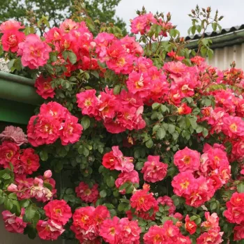 Roz puternic - Trandafir copac cu trunchi înalt - cu flori în buchet - coroană curgătoare