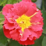 Stromčekové ruže - ružová - Rosa Bajazzo® - bez vône