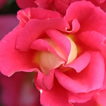 Ruže - online - koupit - stromčekové ruže - Stromkové ruže, kvety kvitnú v skupinkách - ružová - Bajazzo® - bez vône