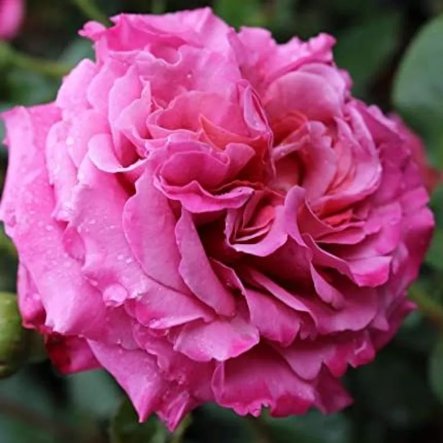 Róża o intensywnym zapachu - Róża - Agnès Schilliger - sadzonki róż sklep internetowy - online