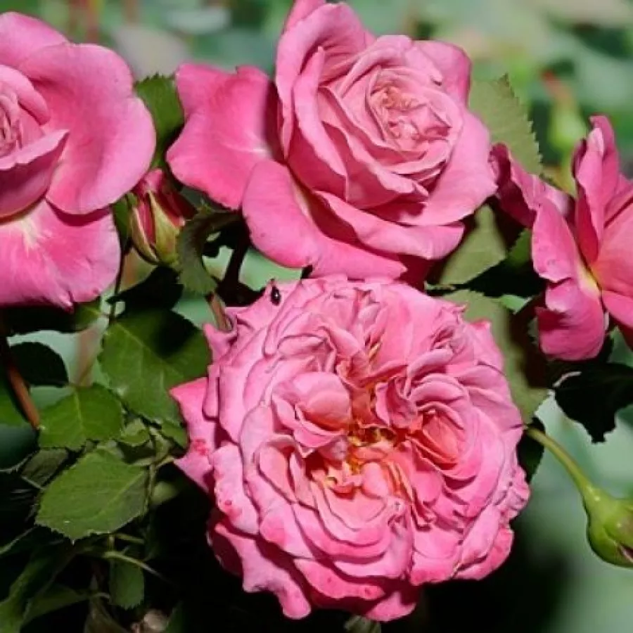 Róża nostalgiczna - Róża - Agnès Schilliger - róże sklep internetowy