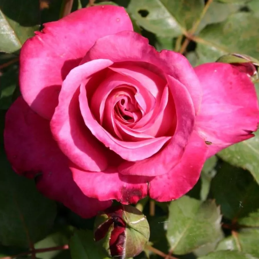 Rosa de fragancia intensa - Rosa - Agnès Schilliger - comprar rosales online