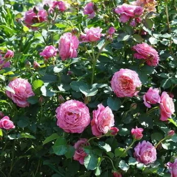 Lilás - rózsaszín - nosztalgia rózsa   (100-120 cm)