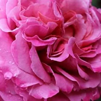 Online rózsa kertészet -  - rózsaszín - nosztalgia rózsa - intenzív illatú rózsa - Agnès Schilliger - (100-120 cm)