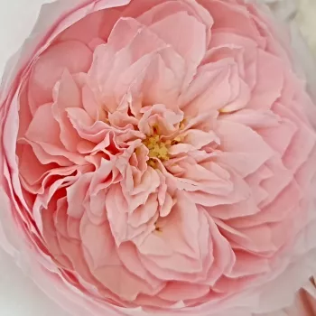 Rózsa rendelés online - rózsaszín - nosztalgia rózsa - Antique Rose - közepesen illatos rózsa - savanyú aromájú - (100-120 cm)