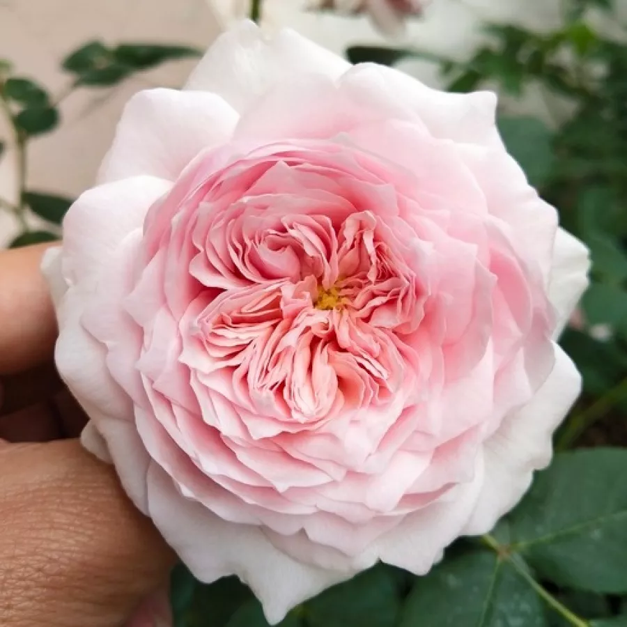 Nosztalgia rózsa - Rózsa - Antique Rose - Online rózsa rendelés