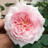 Nosztalgia rózsa - rózsaszín - közepesen illatos rózsa - savanyú aromájú - Rosa Antique Rose - Online rózsa rendelés