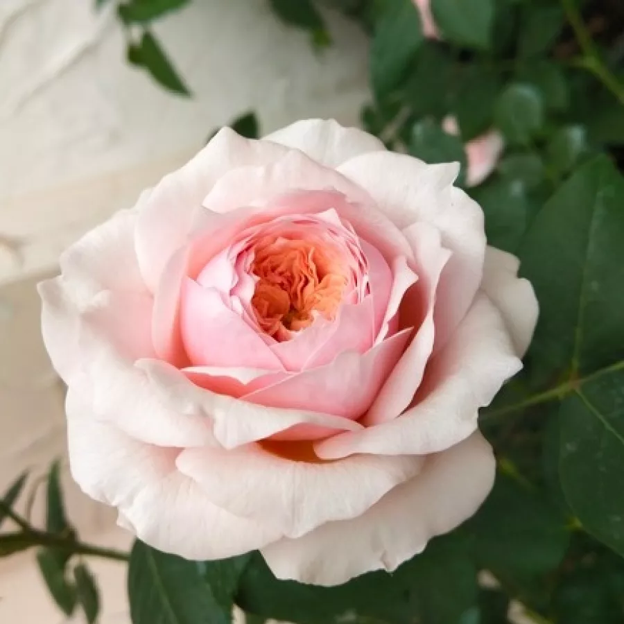 Rózsaszín - Rózsa - Antique Rose - Online rózsa rendelés