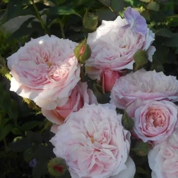 Rosa Antique Rose - rózsaszín - nosztalgia rózsa