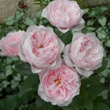 Világos rózsaszín - nosztalgia rózsa - közepesen illatos rózsa - savanyú aromájú
