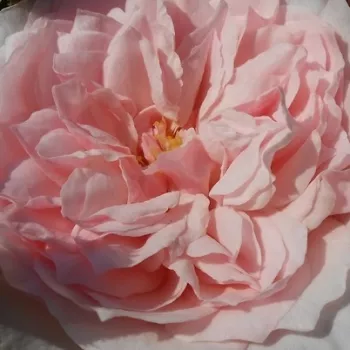Rózsa rendelés online - nosztalgia rózsa - rózsaszín - közepesen illatos rózsa - savanyú aromájú - Antique Rose - (100-120 cm)