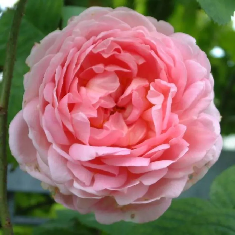 Rosa - Rosa - Antique Rose - rosal de pie alto