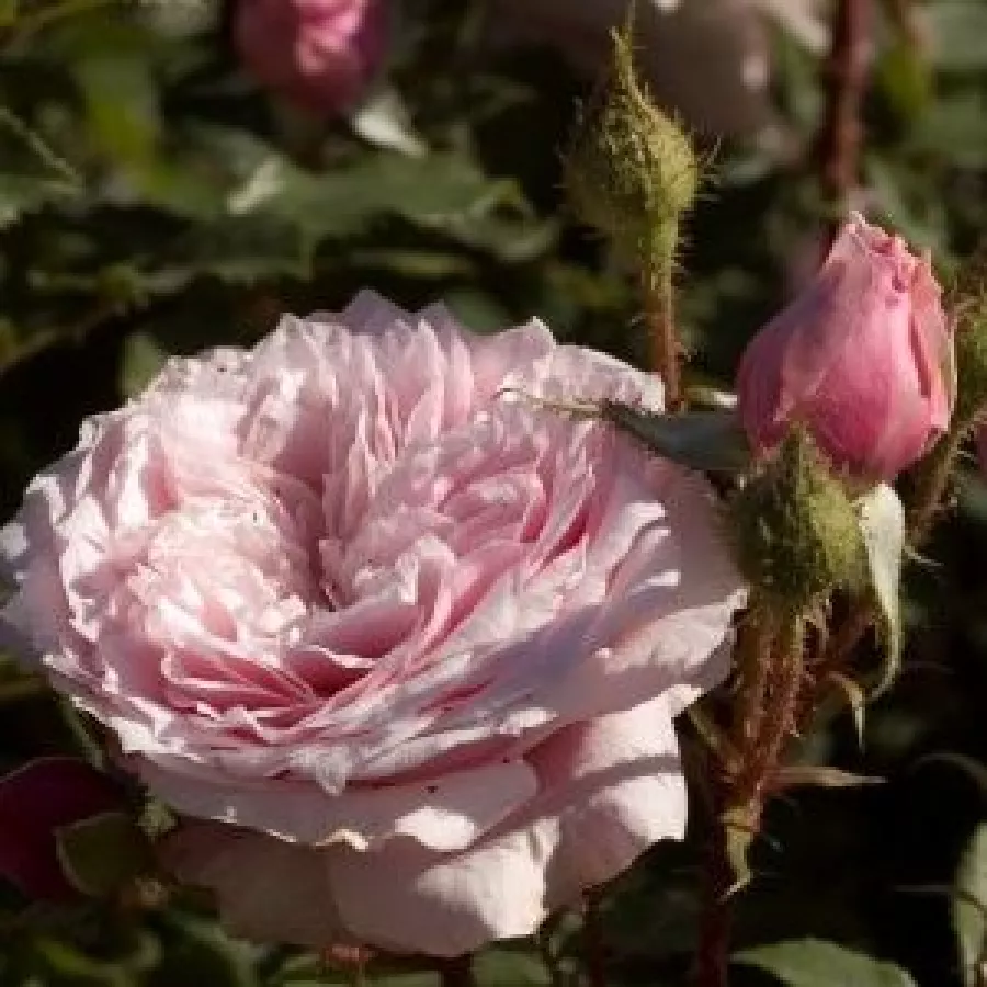 John Scarman - Rosa - Antique Rose - rosal de pie alto